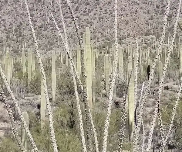20251213_111307 Sonora Desert Monument Cactus